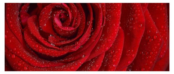 Kép - részlet a rózsáról (120x50 cm)