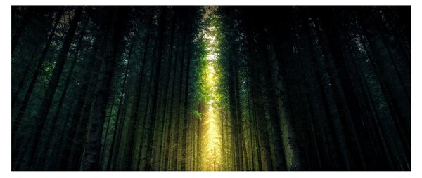 Sötét erdő képe (120x50 cm)