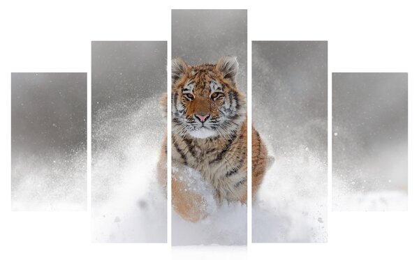 Futó tigris a hóban képe (150x105 cm)