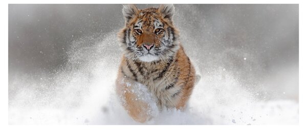 Futó tigris a hóban képe (120x50 cm)