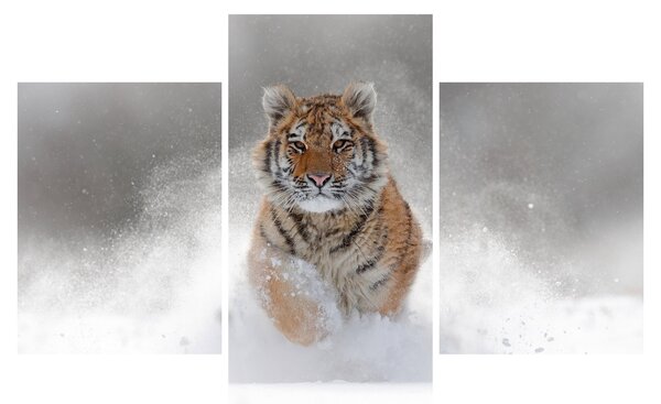 Futó tigris a hóban képe (90x60 cm)