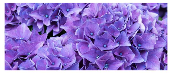 Lila virágok képe (120x50 cm)