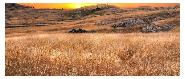 Mező képe (120x50 cm)