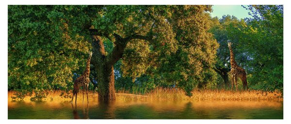 Zsiráf a természetben képe (120x50 cm)