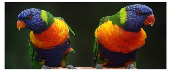 Papagájok képe (120x50 cm)
