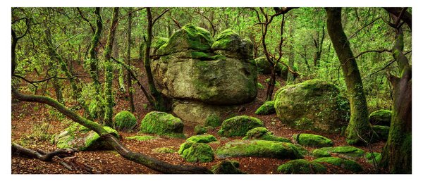 Egy varázslatos erdő képe (120x50 cm)