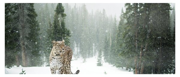 Leopárd a hóban képe (120x50 cm)