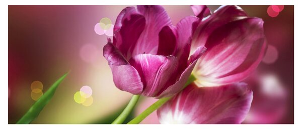 Rózsaszín tulipánok képe (120x50 cm)