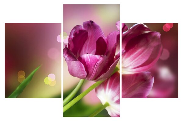 Rózsaszín tulipánok képe (90x60 cm)