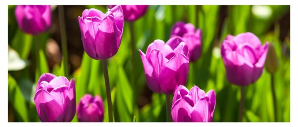 Tulipánok a réten képe (120x50 cm)