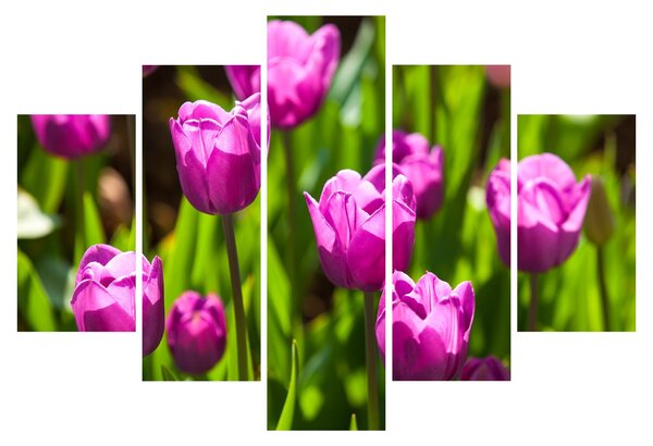 Tulipánok a réten képe (150x105 cm)