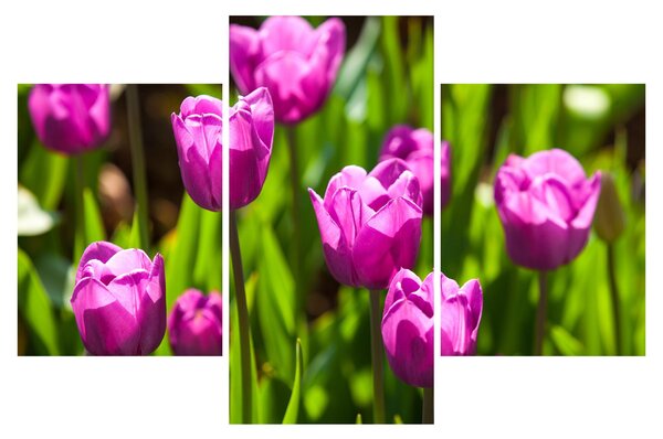 Tulipánok a réten képe (90x60 cm)