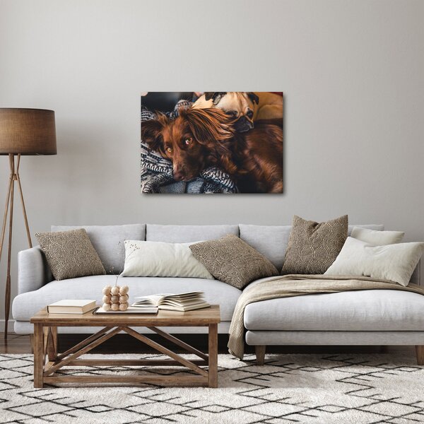 Egy kép fekvő kutyákról (70x50 cm)
