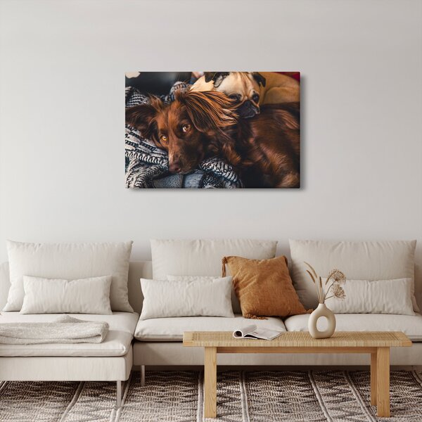 Egy kép fekvő kutyákról (90x60 cm)