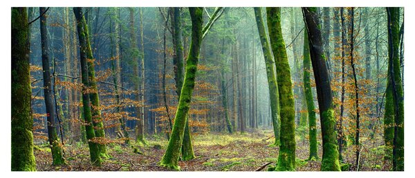 Az erdő képe (120x50 cm)