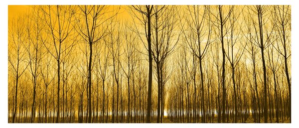 Kép - Faültetvény (120x50 cm)