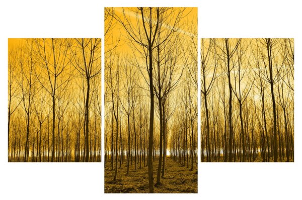 Kép - Faültetvény (90x60 cm)