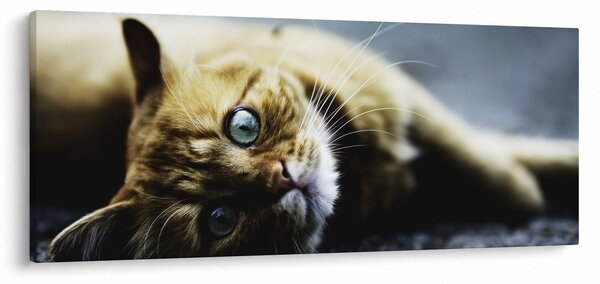 Macska képe (120x50 cm)