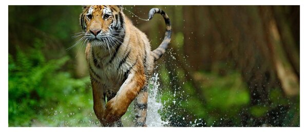 Futó tigris képe (120x50 cm)