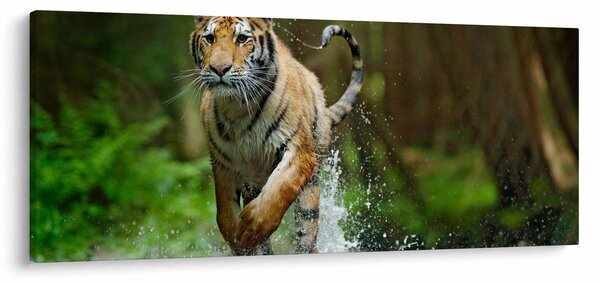 Futó tigris képe (120x50 cm)
