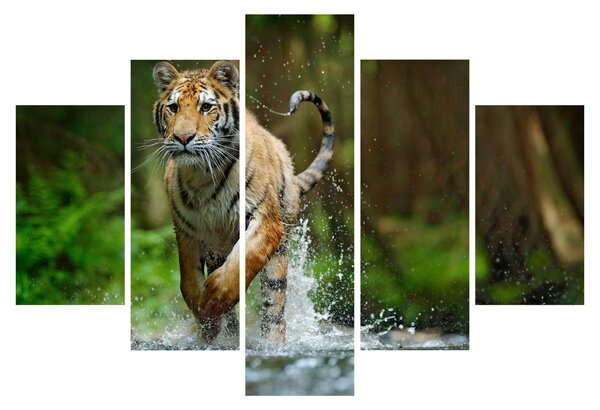 Futó tigris képe (150x105 cm)