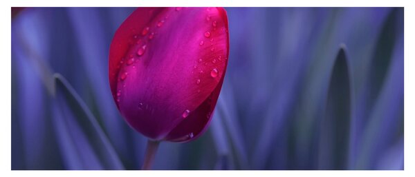 Tulipán bimbó képe (120x50 cm)