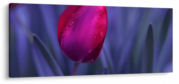 Tulipán bimbó képe (120x50 cm)