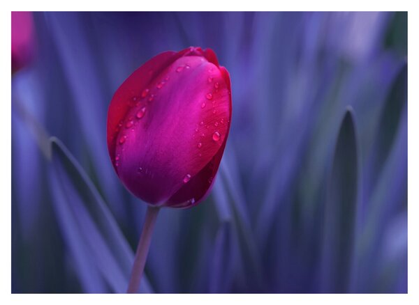 Tulipán bimbó képe (70x50 cm)