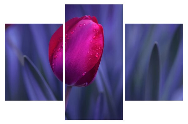 Tulipán bimbó képe (90x60 cm)
