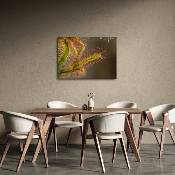 A növény képe (70x50 cm)