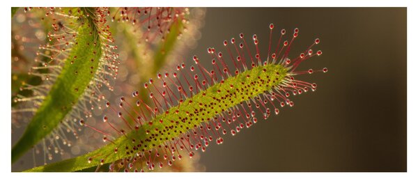 A növény képe (120x50 cm)