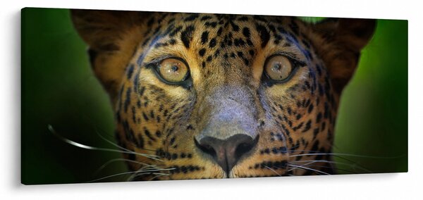 Kép - Leopárd portré, Sri Lanka (120x50 cm)