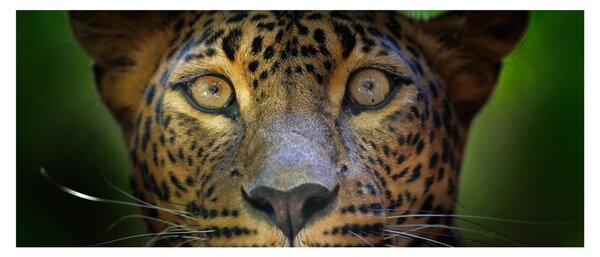Kép - Leopárd portré, Sri Lanka (120x50 cm)