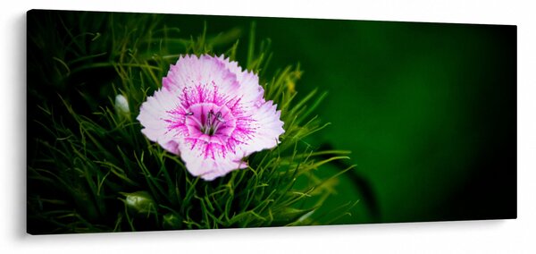 Rózsaszín virág képe (120x50 cm)