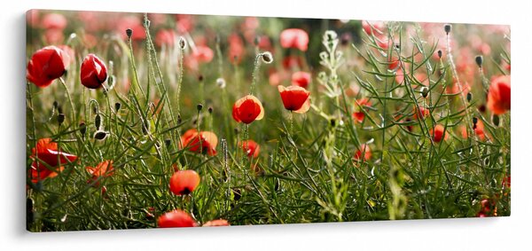 Pipacsok képe (120x50 cm)