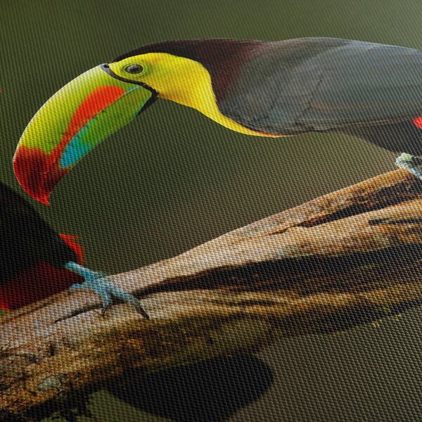 Ülő tukánok képe, Costa Rica (70x50 cm)