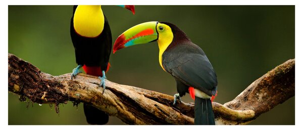 Ülő tukánok képe, Costa Rica (120x50 cm)