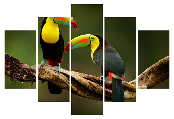 Ülő tukánok képe, Costa Rica (150x105 cm)