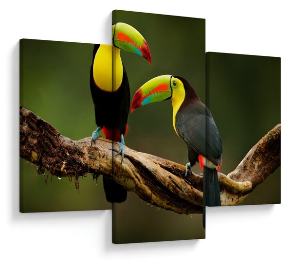 Ülő tukánok képe, Costa Rica (90x60 cm)