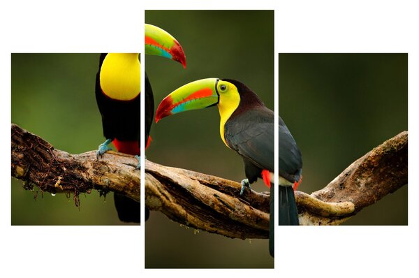 Ülő tukánok képe, Costa Rica (90x60 cm)