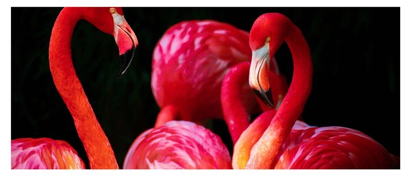 Vörös flamingók képe (120x50 cm)