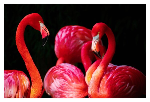 Vörös flamingók képe (90x60 cm)