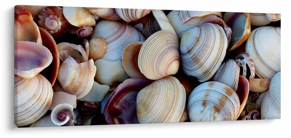 Kagyló képe (120x50 cm)