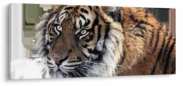 Tigris képe (120x50 cm)