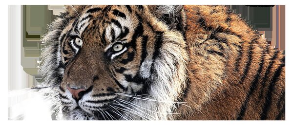 Tigris képe (120x50 cm)