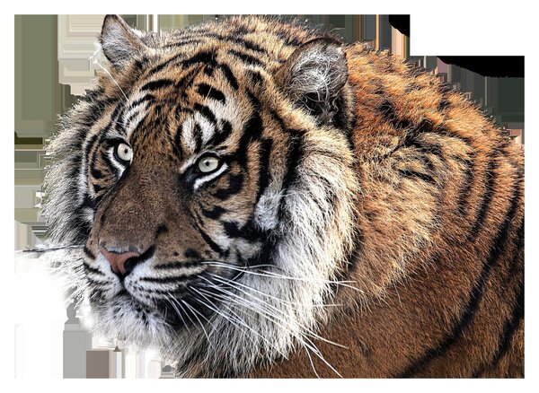 Tigris képe (70x50 cm)