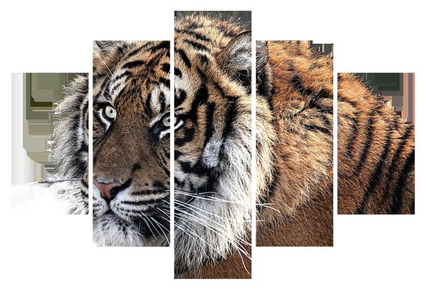 Tigris képe (150x105 cm)