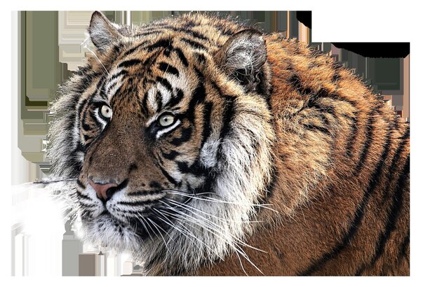 Tigris képe (90x60 cm)