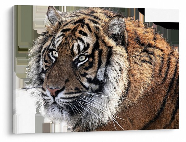 Tigris képe (70x50 cm)