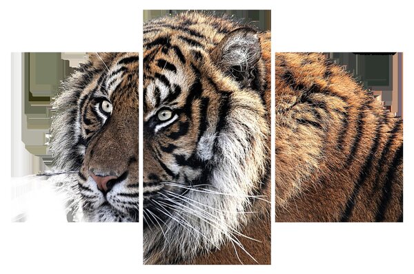 Tigris képe (90x60 cm)
